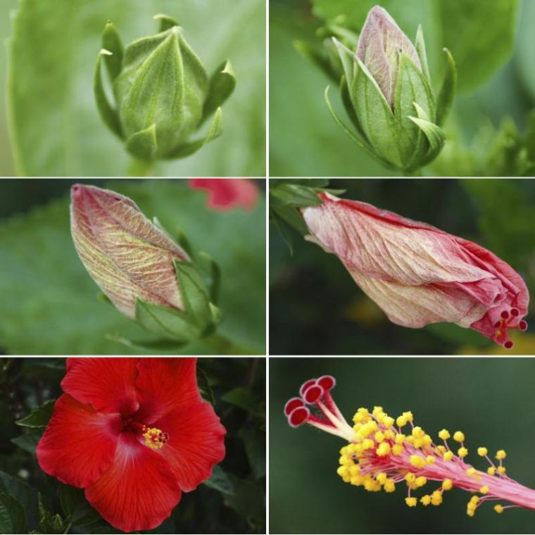 hibiscus-etapes-floraison-photo