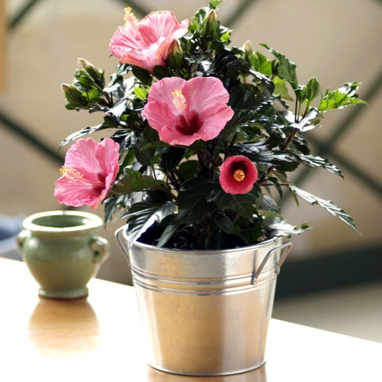 hibiscus-pot-de-plante-ikea-couleur-rose