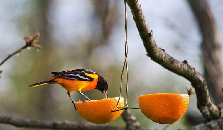 Maison à oiseaux à faire soi-même orange idée oiseaux mangeoire 
