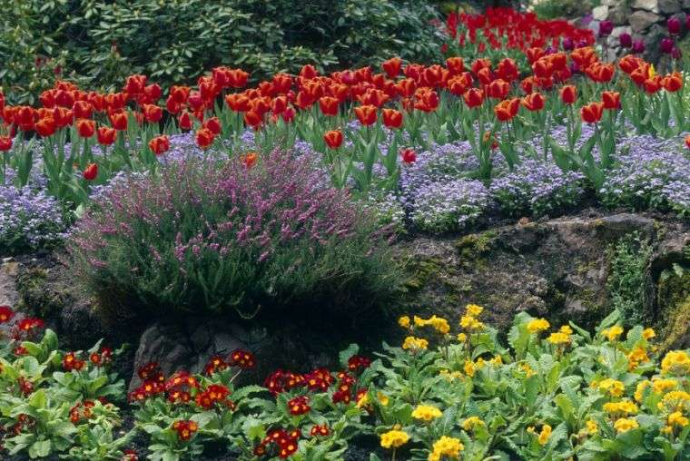 phlox-tulipes-fleurs-jardin