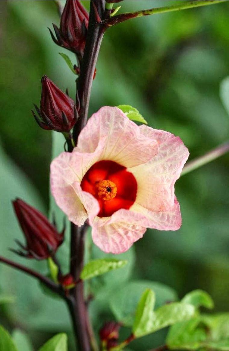 plante-florissante-hibiscus-jardin-deco
