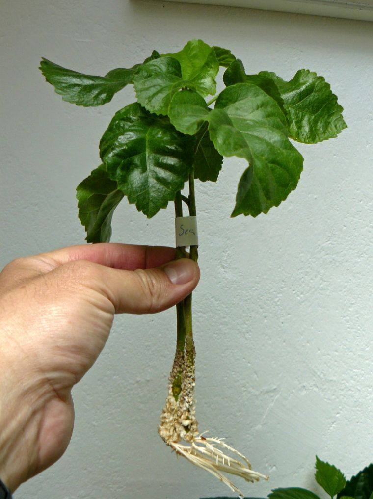 propagation-hibiscus-conseils-entretien-plantes