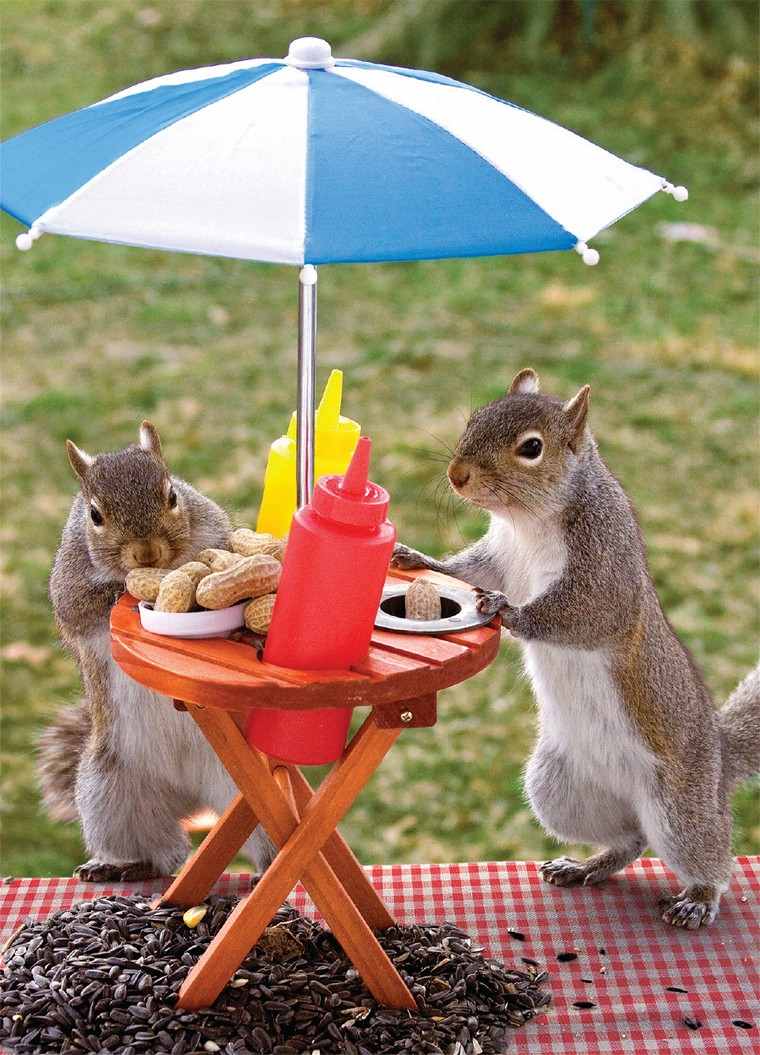 Mangeoire pour écureuil : infos, idées et conseils utiles
