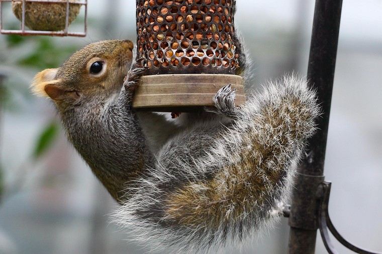 mangeoire pour écureuil idée jardin noix