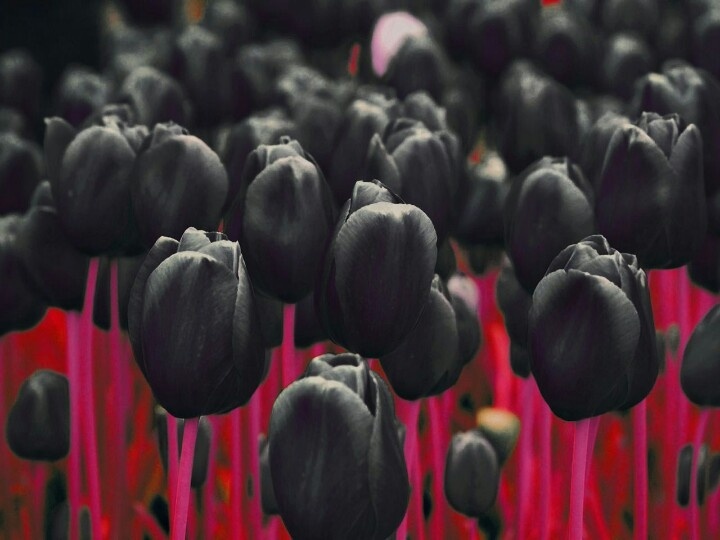 déco mariage rouge et noire tulipe noire mariage