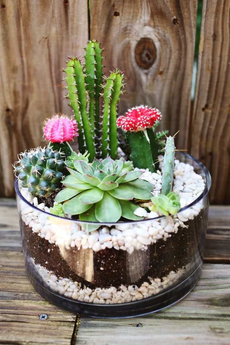 comment faire un jardin de cactus exemple-petit-recipient