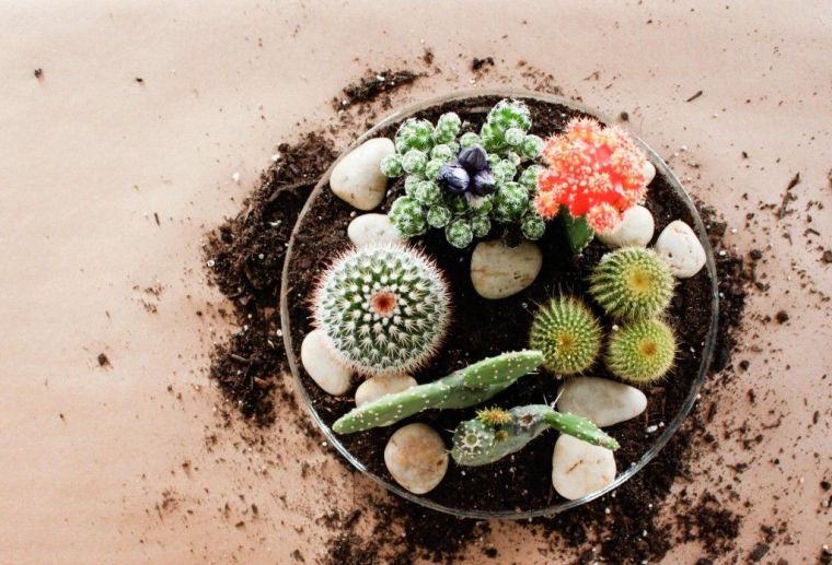 tutoriel-petit-jardin-interieur-de-cactus-succulents-fabrication-idees