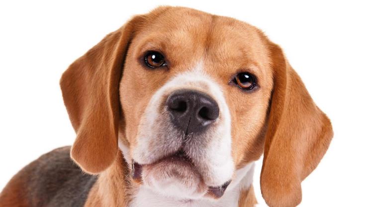 chien-beagle-moyen-animal