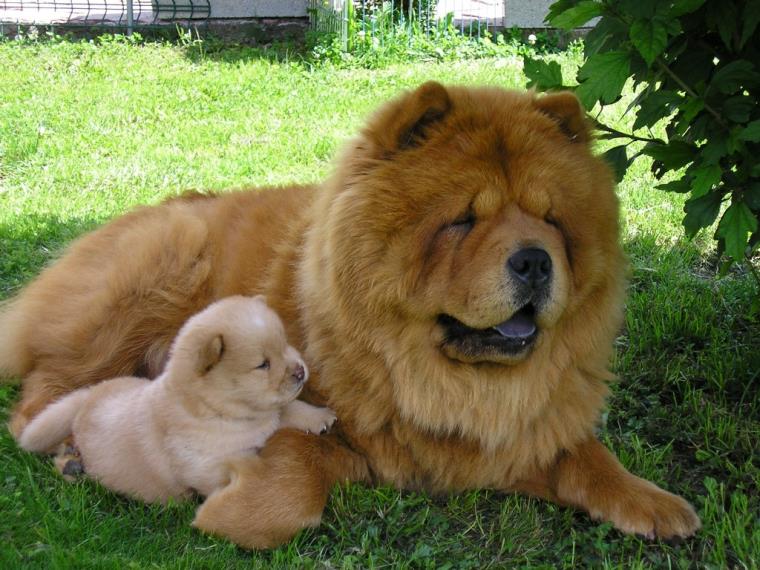 chow-chow-caractere-poil-race