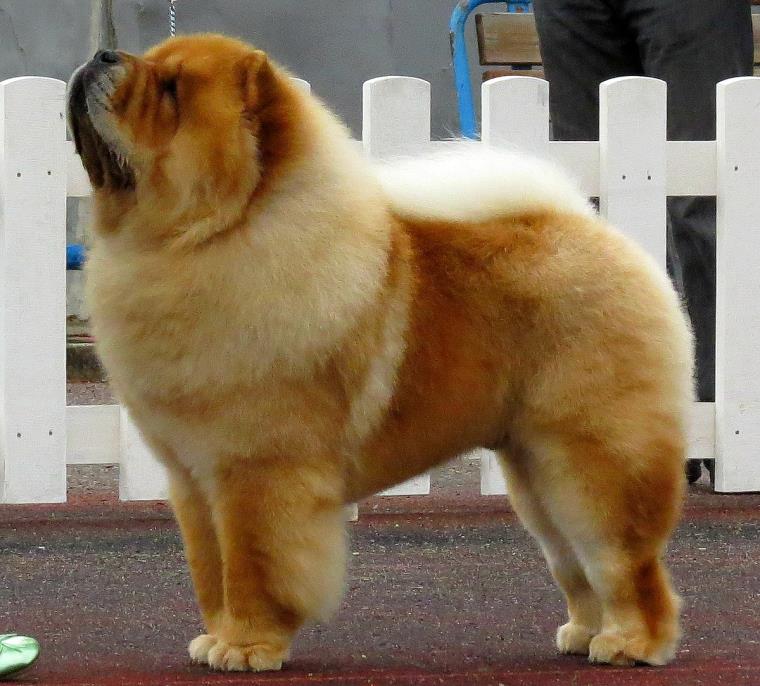 chow-chow-chien-poils-soins