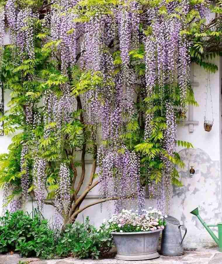 glycine-fleur-violet-decoration-cloture-de-jardin