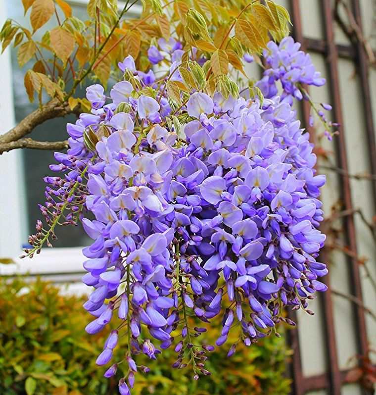 glycine-plante-exterieur-decoraton-fleurs-bleu
