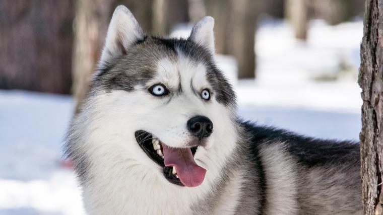 husky-siberie-chiens-soins