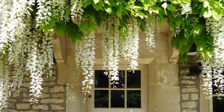 les glycines blanches-decoration-terrasse-plante-grimpante-pergola