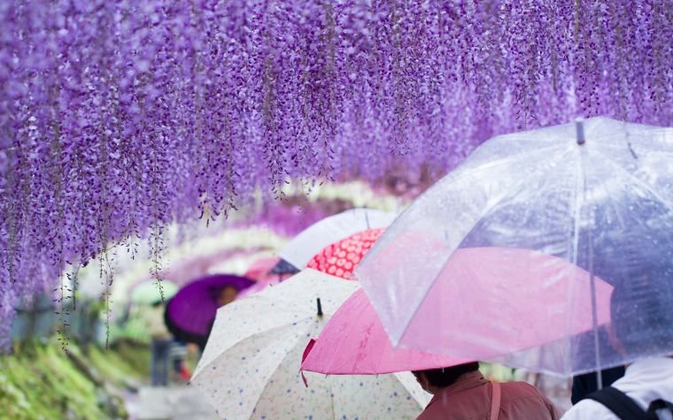 les glycines support-parasol-decoration-de-jardin