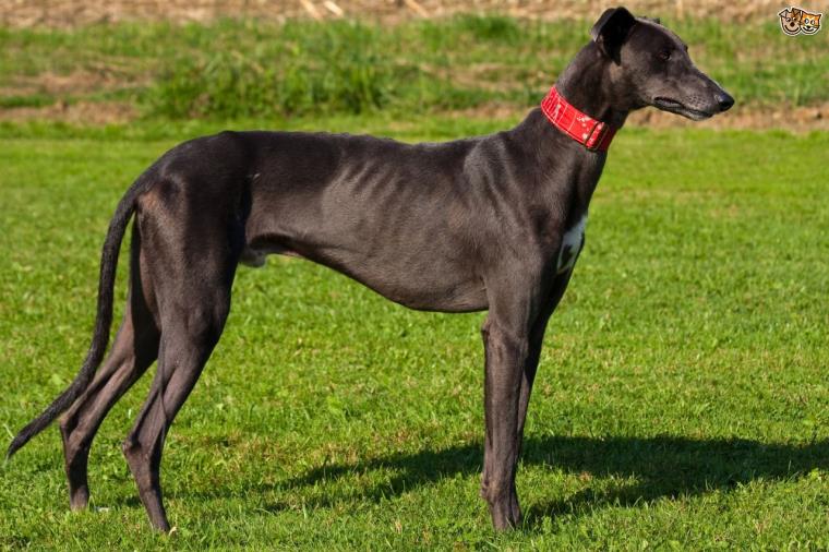 Comment choisir son chien lévrier-greyhound-course-concours-choix