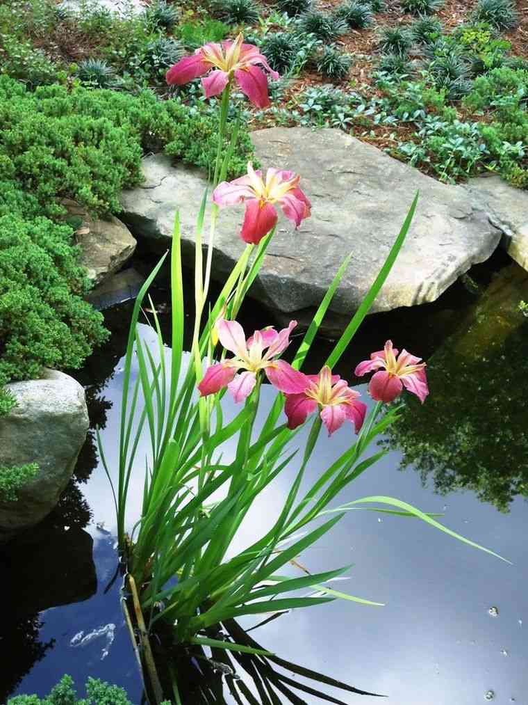 pinterest-jardin-idee-deco-plante-aquatique-bassin-d-eau