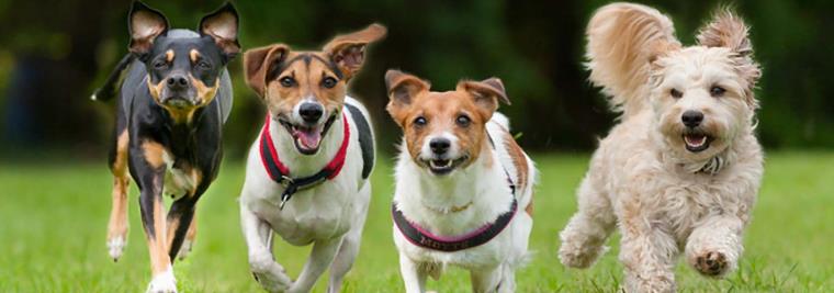 race-chiens-soins-animaux