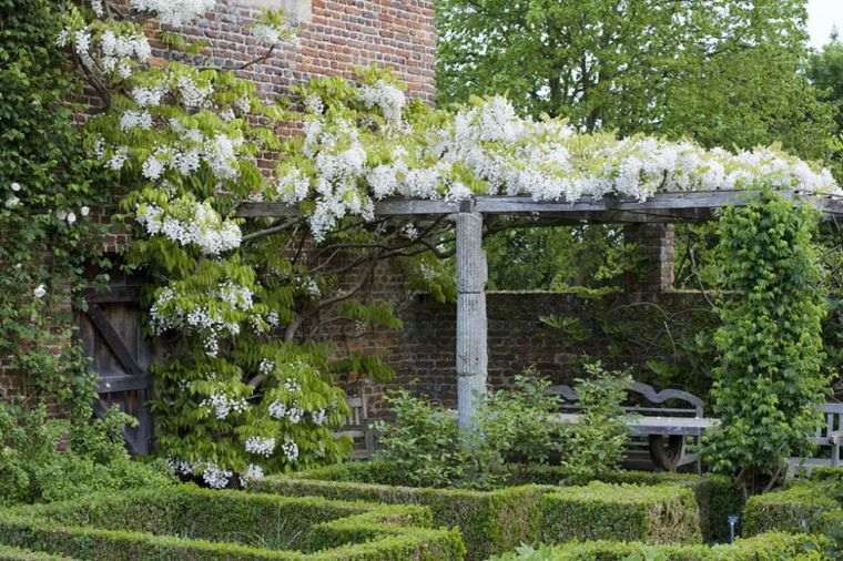 wisteria-venusta-glycine-blanche-plante-grimpante-ombrage-jardin
