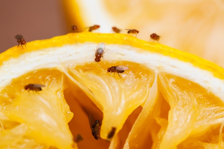 comment se débarrasser des moucherons citron-clous-girofle
