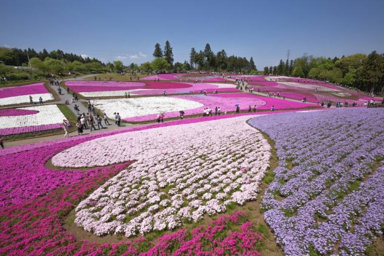 jardin-roses-japon-beaute