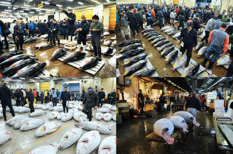marche-poissons-Tsukiji-vente-encheres