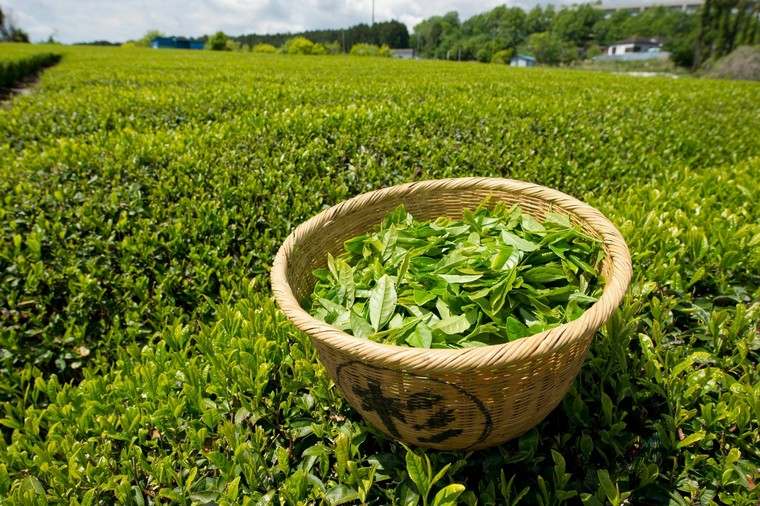 bienfaits du thé vert santé
