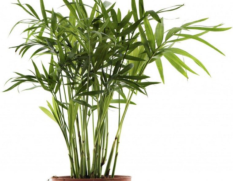 bambou-plantes-depolluantes-interieur