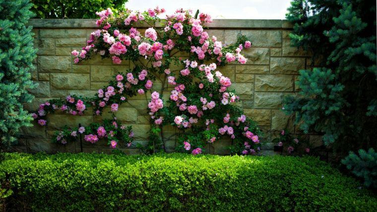 haie-brise-vue-jardin-cloture-naturelle-plantes-vivaces-roses