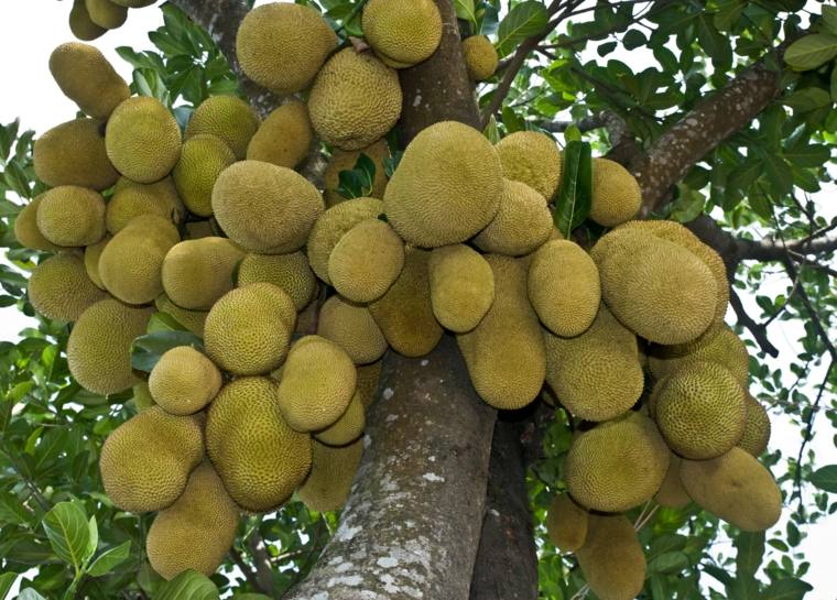 jackfruit Bangladesh-photo-pousse-arbre
