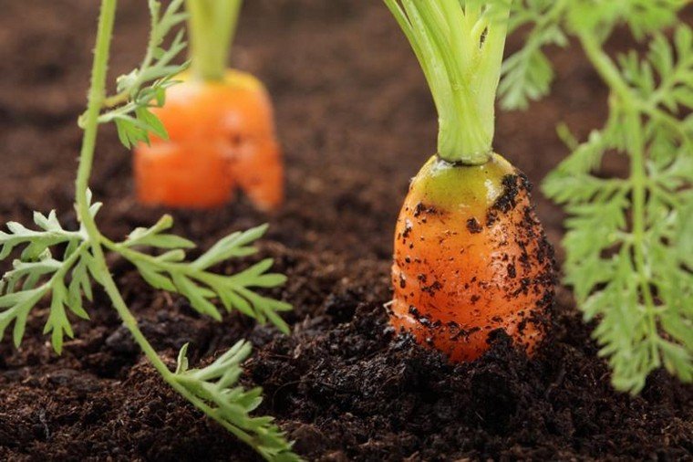 jardinage débutant carotte potager jardin idée