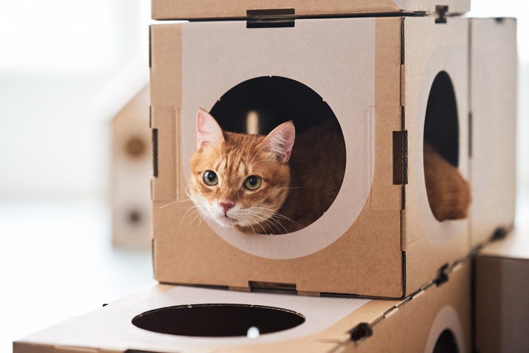 chat-maison-carton