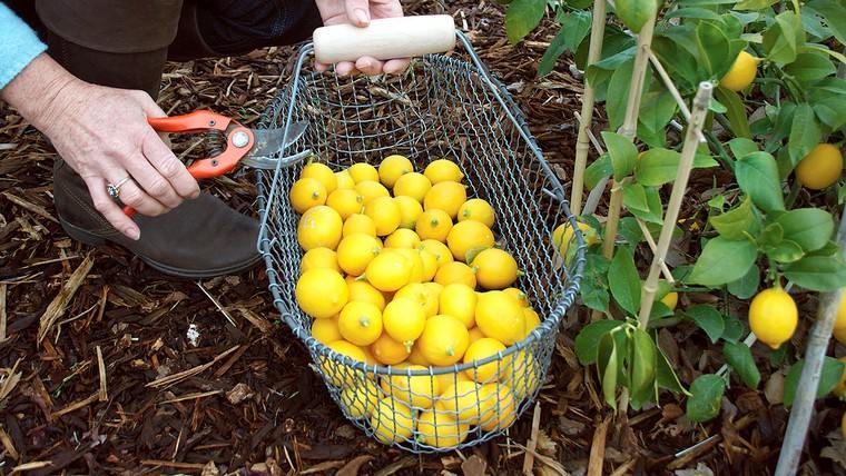 citrons-jardinage-debutant-idee-potager