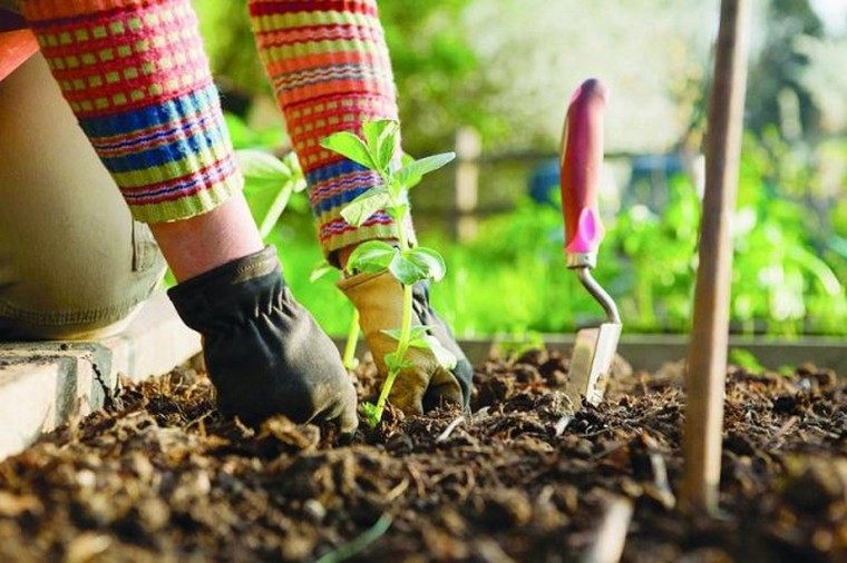 jardinage-debutant-idee-guide