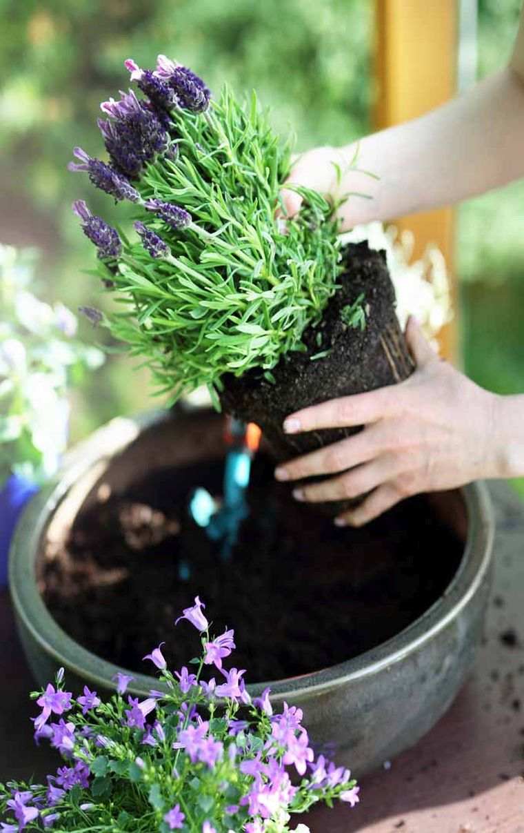 planter-la-lavande-jardin-pot-de-fleurs