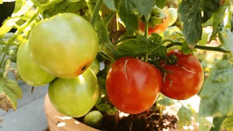 jardinage débutant tomates potager légumes