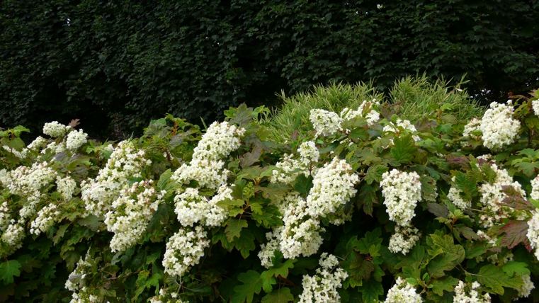Hydrangea-quercifolia-Snowflake-dans-jardin
