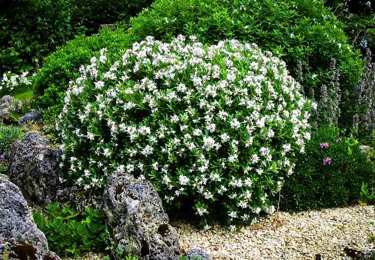 gardenia-augusta-dans-jardin