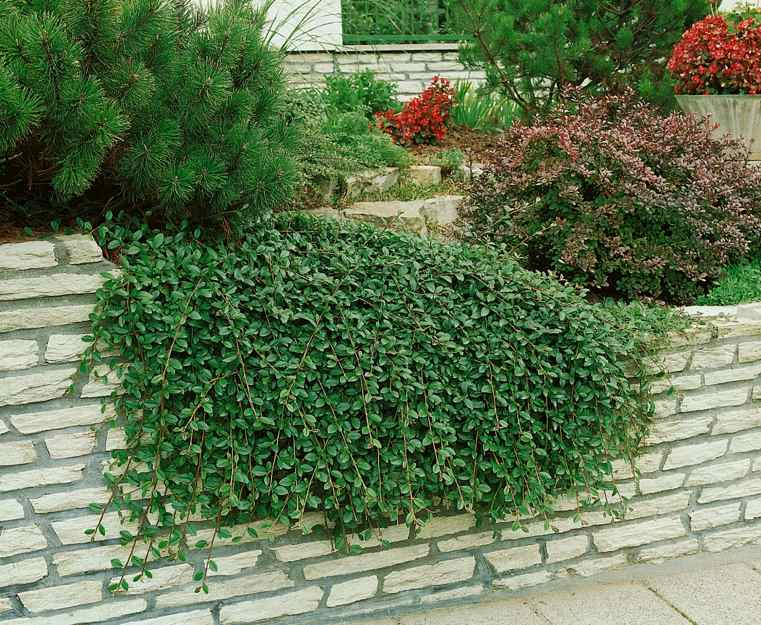 jardin-avec-mur-de-cotoneaster