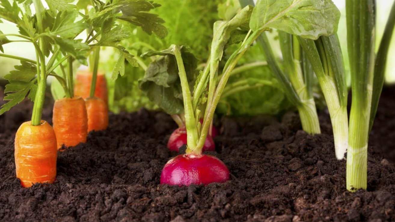 légumes faciles à cultiver dans-le-jardin