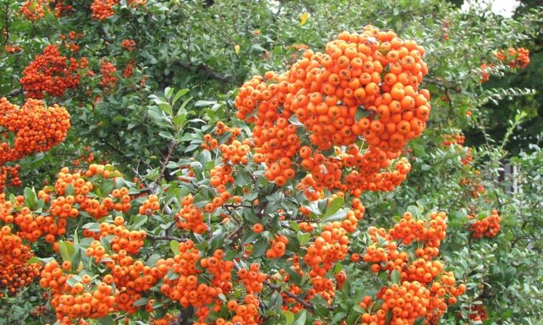 plante-du-jardin-Pyracantha-orange