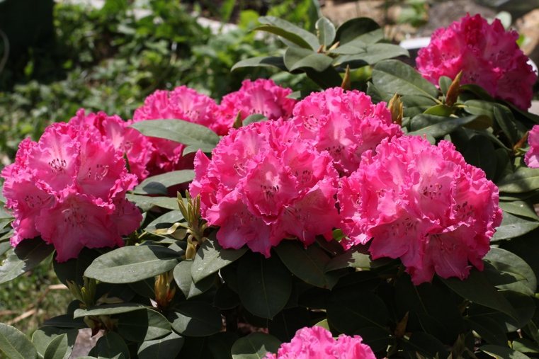 plante-du-jardin-Rhododendron-rose