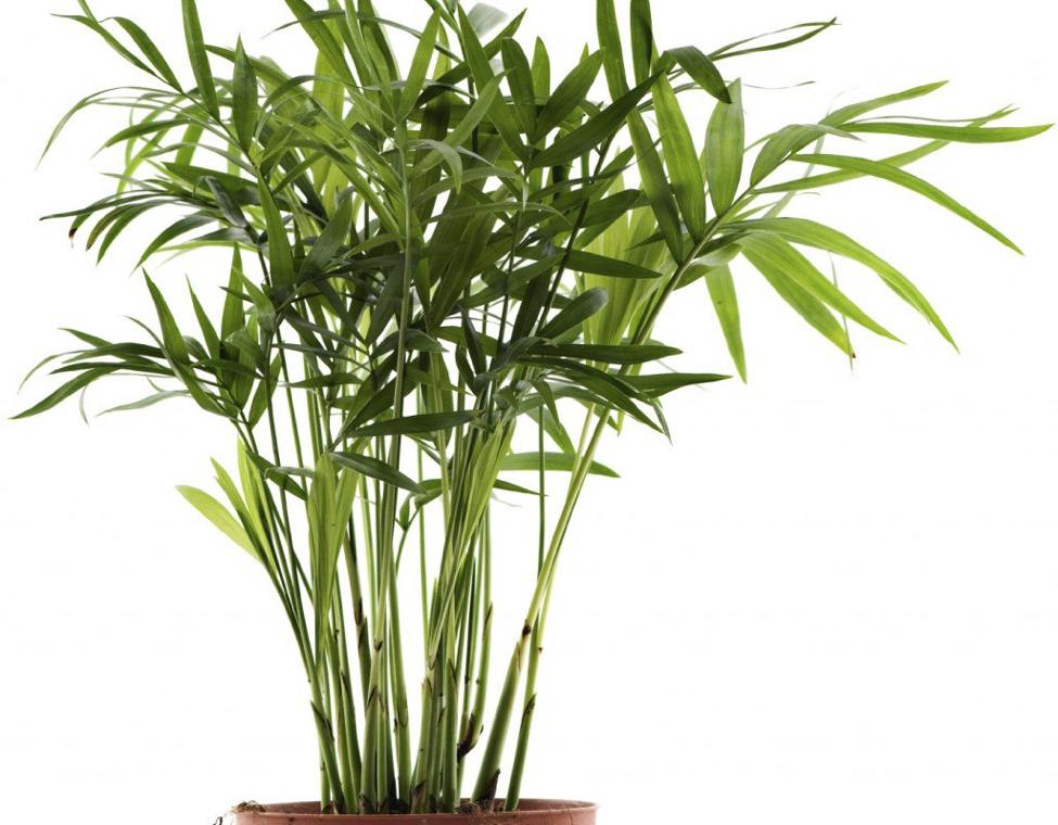 plante-maison-palmier-bambou