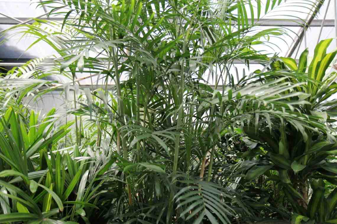 plantes purifiante palmier-bambou