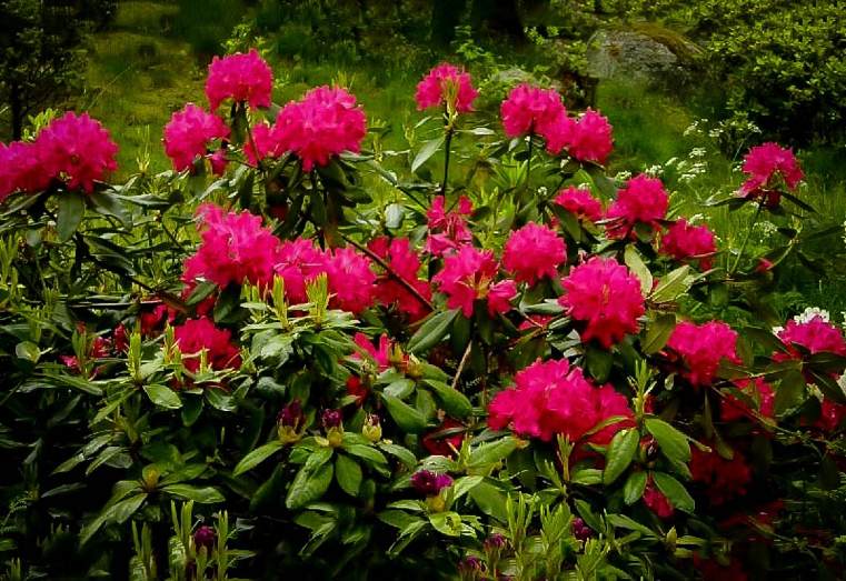 rhododendron-plante-du-jardin