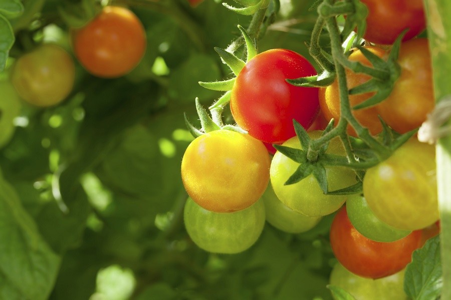 tomates-sur-branches-dans-jardin