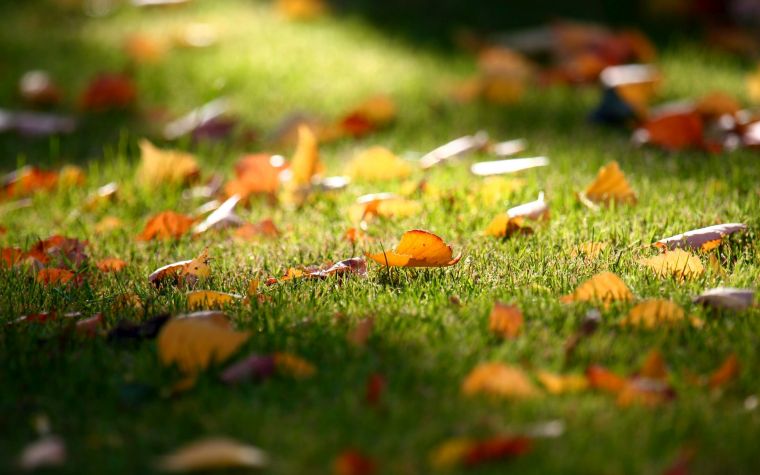 comment-prendre-soin-de-sa-pelouse-en-automne