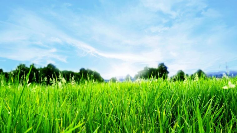 entretien pelouse soin-gazon-calendrier-annee
