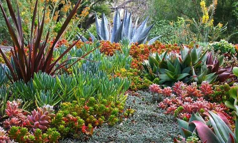 jardin de succulents multicolore
