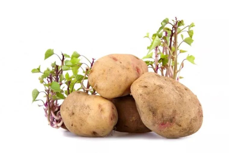 legume-potager-pomme-de-terre-patate-douce